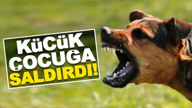 Köpek Çocuğa Saldırdı