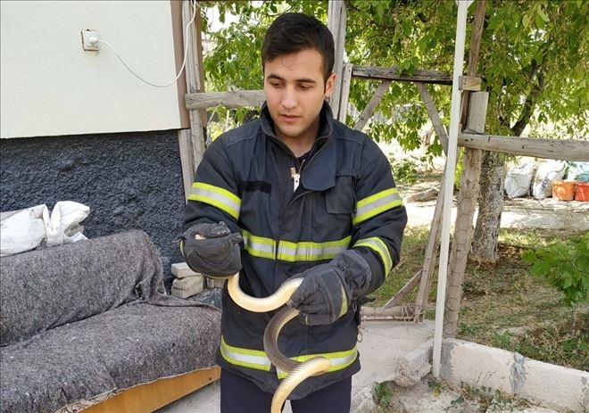 Yakalanan Yılan Doğaya Bırakıldı!