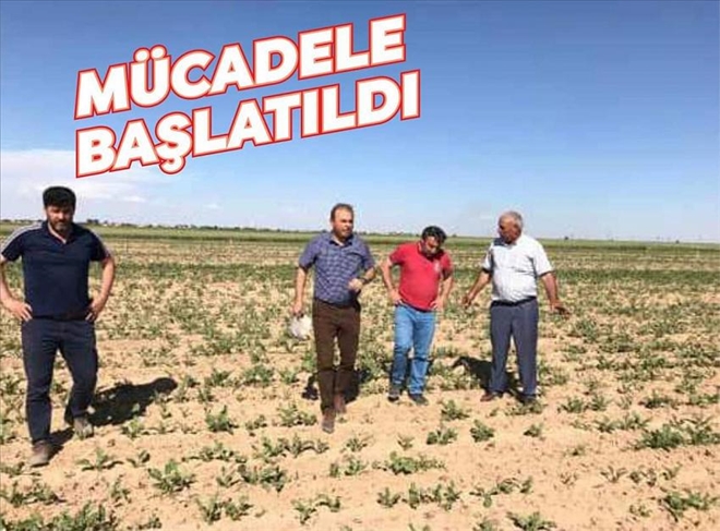 Yeşil Kurtla Mücadele Başladı!