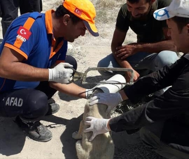köpeği AFAD ekipleri kurtardı