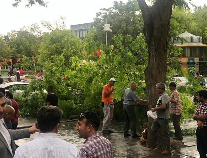 Kırılan Ağaç yayaların üzerine düştü:2 yaralı