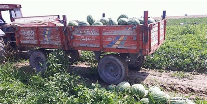 YENİKENT KARPUZU  HASADI BAŞLADI