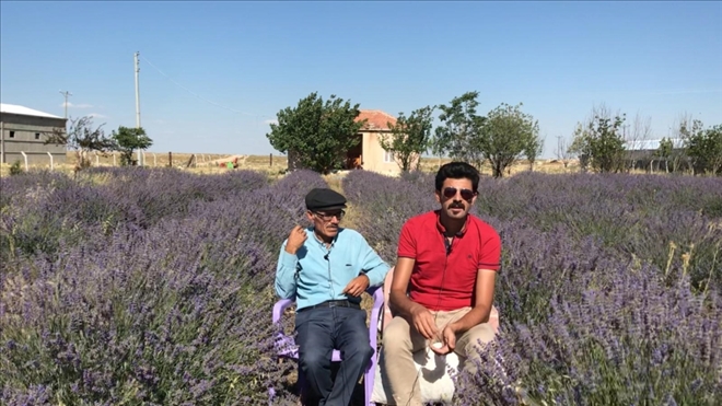 Eskil´de Lavanta Yetiştiriciliği