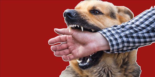 ÇOCUĞA KÖPEK SALDIRDI
