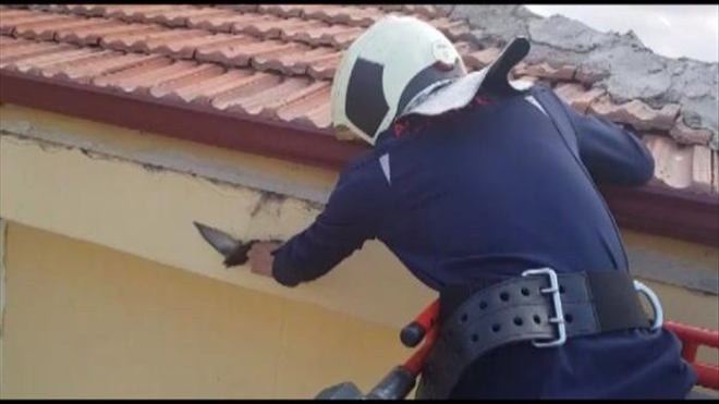 çatıda mahsur kalan kuşu itfaiye kurtardı