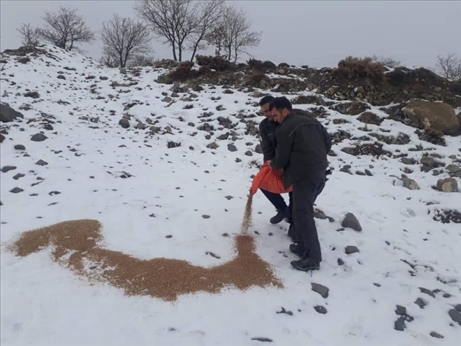 Yaban Hayvanları İçin Yem