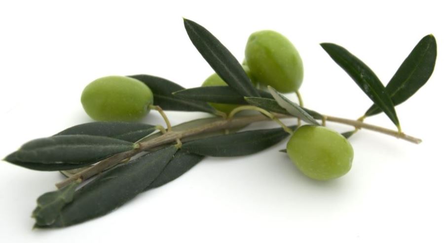 CORONAVİRÜSE ZEYTİN YAPRAĞI ÇAYININ İYİ GELDİĞİ BELİRTİLDİ.