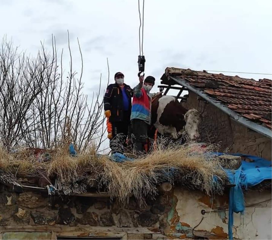 AKSARAY SAĞLIK BELDESİNDE EVİN DAMINA ÇIKAN İNEK AFAD EKİPLERİNCE KURTARILDI.
