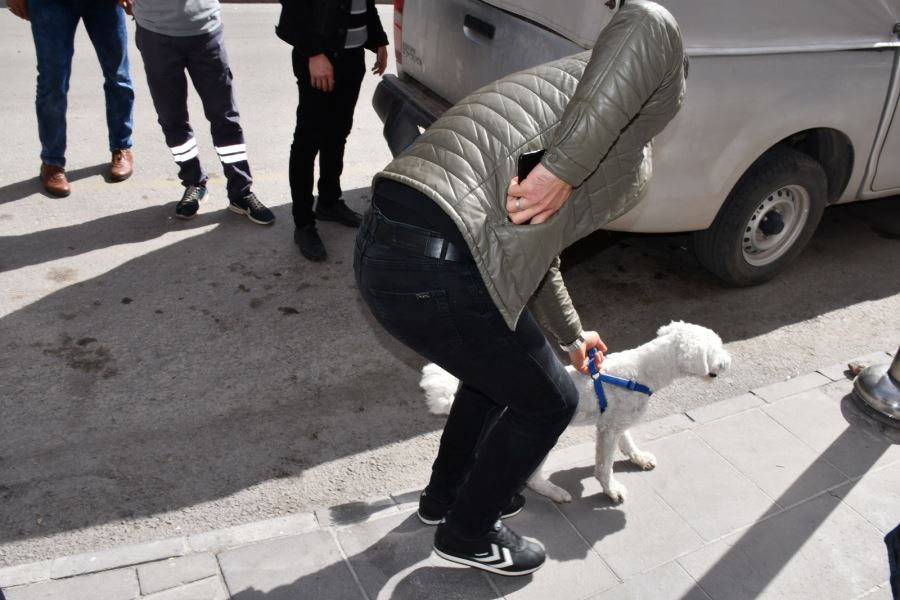 Süs Köpeği Kurtarıldı