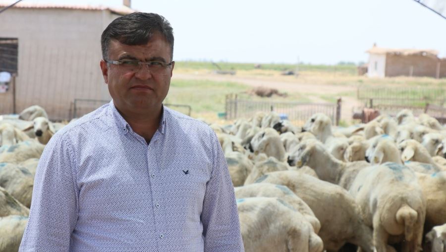 Aksarayda Küçükbaş Hayvan Sayısında Artış