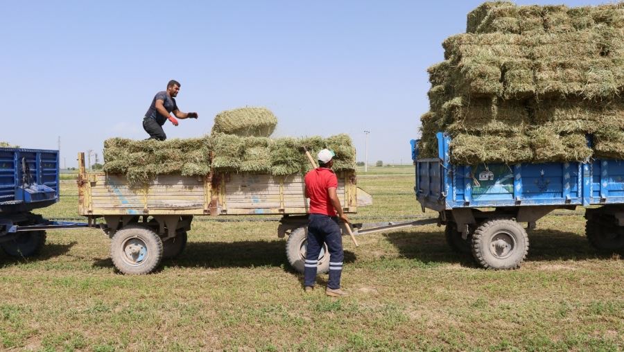 Aksaray Yonca Üretiminde İddialı