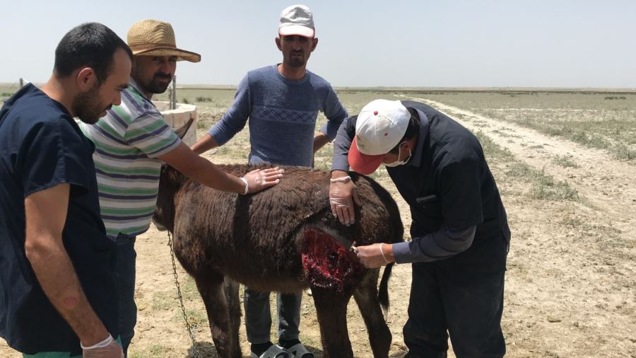 EŞEĞE KÖPEKLER SALDIRDI