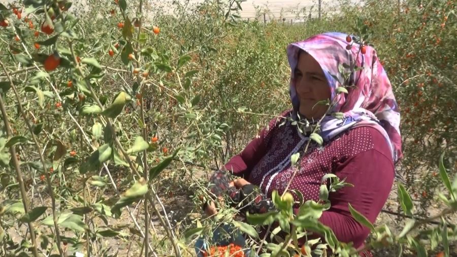 Aksarayda “Tıbbi aromatik ve antioksidan içeren bir meyve”