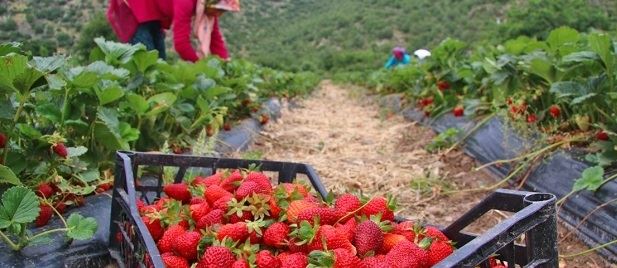 AKSARAYLI ÜRETİCİLERE MÜJDE 