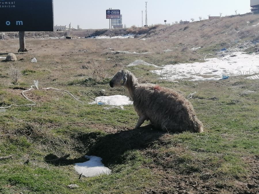 AKSARAY BAHÇESARAY VE KIRIMLI MAHALLELERİNDE 7  KOYUN BOĞULARAK TELEF OLDU.