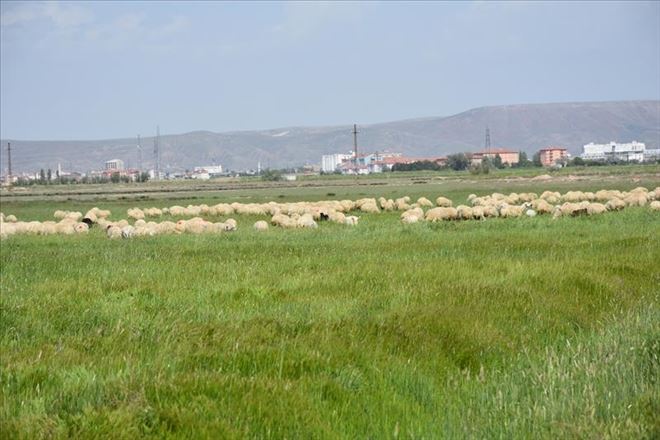 AKSARAYDA BAHAR YAĞMURLARI İLE BİRLİKTE MERALAR YEŞERDİ.