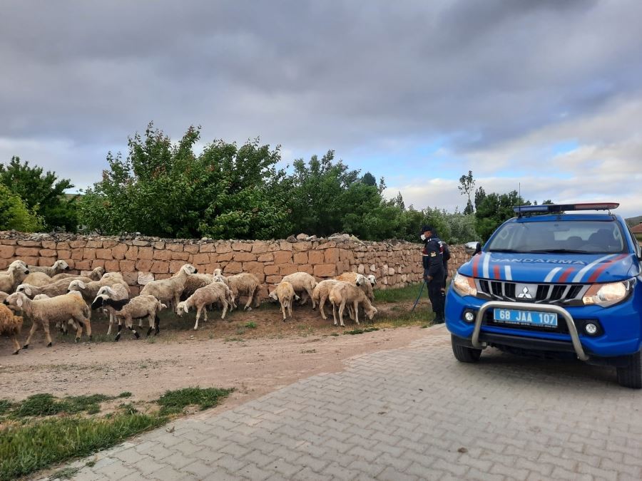 AKSARAY SARATLILI VATANDAŞIN MUTLULUĞU.KAYIP KOYUNLARI  JANDARMA TARAFINDAN BULUNDU.!