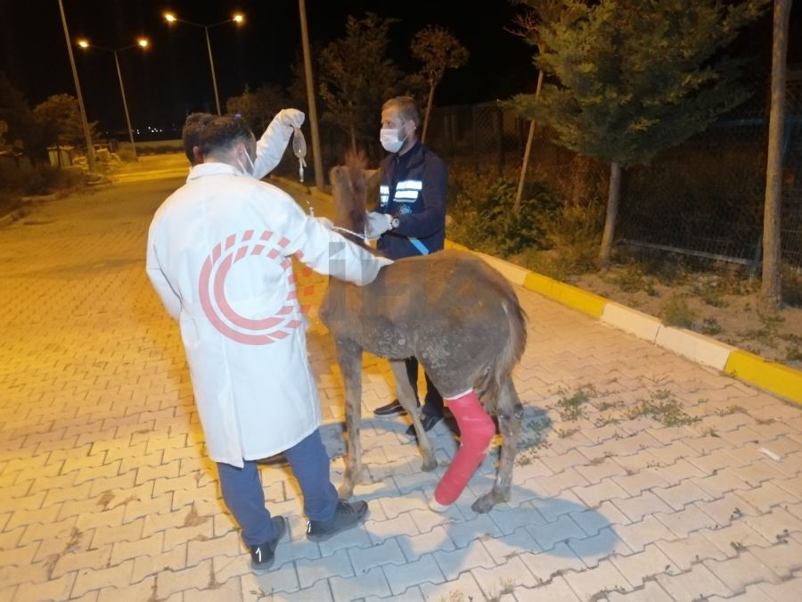 AKSARAY YAPILCANDA ÇİFTÇİNİN TARLASINDA BULDUĞU YARALI TAY TEDAVİ ALTINA ALINDI