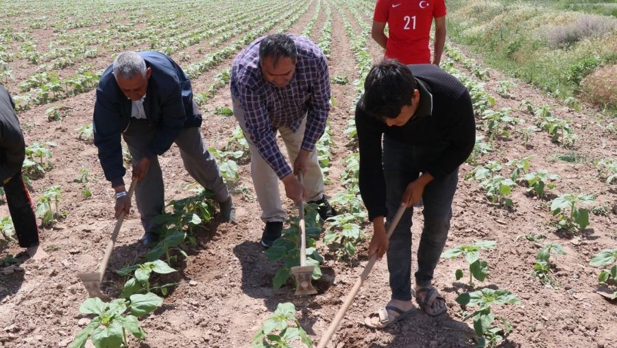 AKSARAYDA TARIMSAL ÜRETİME DEVAM.!