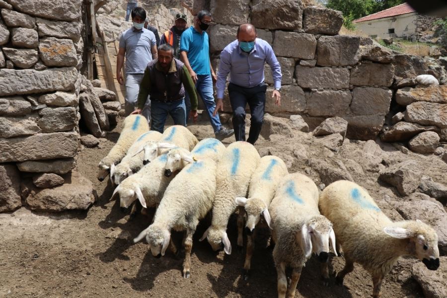 AKSARAY VALİLİĞİNDEN KOYUNLARI TELEF OLAN VATANDAŞA DESTEK.!