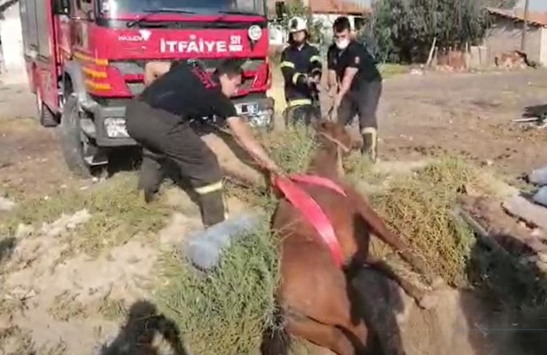 ÇUKURA DÜŞEN AT KURTARILDI.!