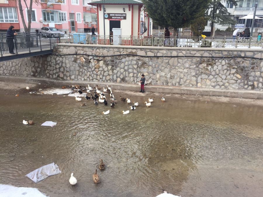 AKSARAYDAKİ YAĞMUR VE KAR ÖRDEKLEREDE YARADI.!