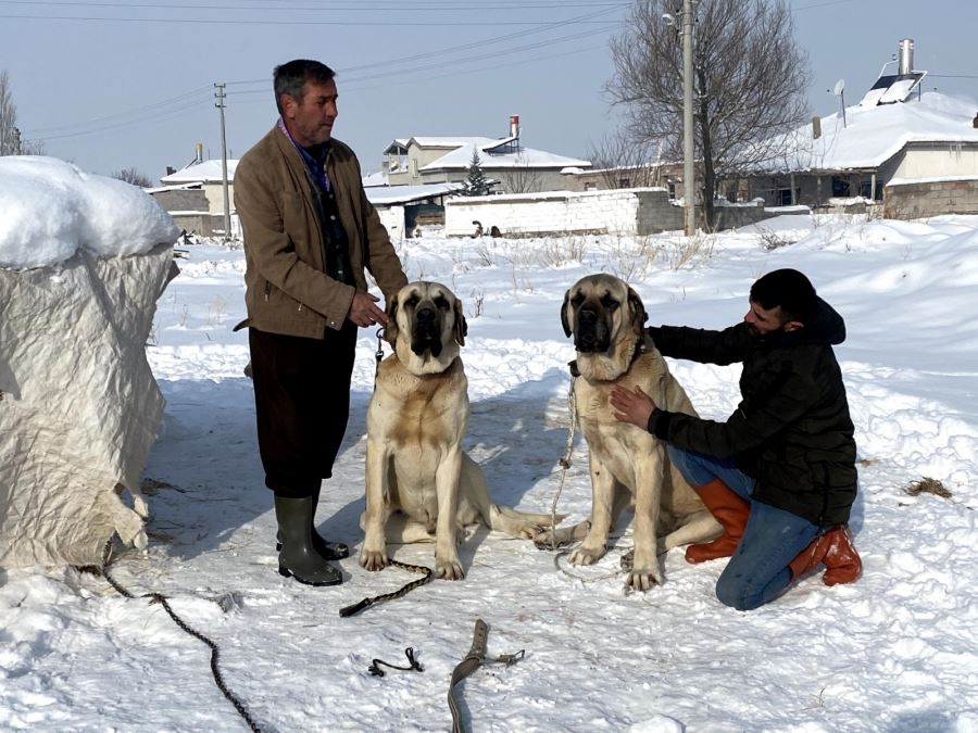 AKSARAY MALAKLISINDA İLGİNÇ ÖZELLİK.!